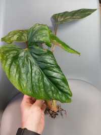 Philodendron Plowmanii 3listny szczyt