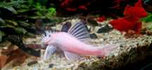 Ancistrus Snow White para