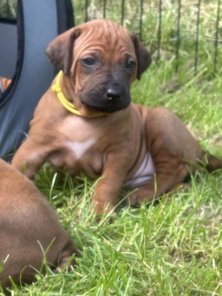 Rhodesian ridgeback - Ślask dostepna suczka standardowa