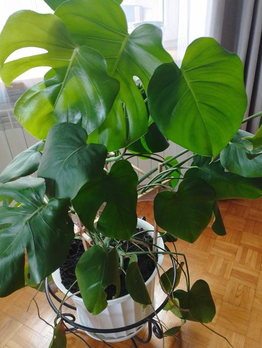 Piękna zielona monstera w doniczce 120cm