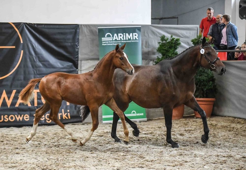 Top ogierek sprzedaż lub zamiana