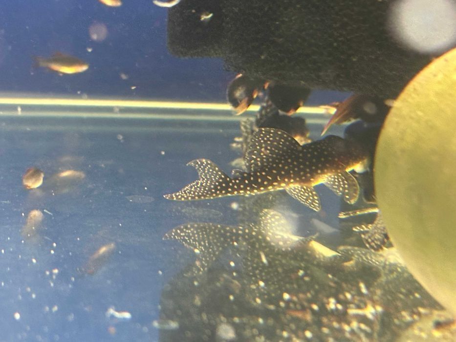 Glonojad L136 zbrojnik