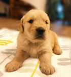 Golden Retriever FCI złota sunia