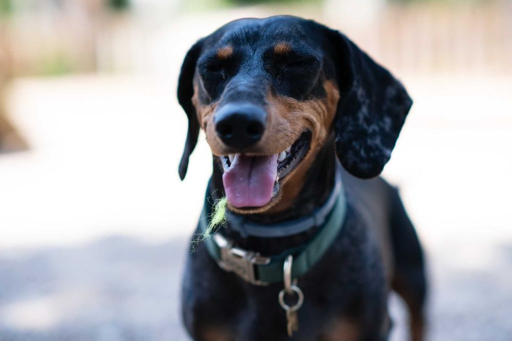 Estadia Familiar Individual - Seu pet nosso único hóspede - pet sitter