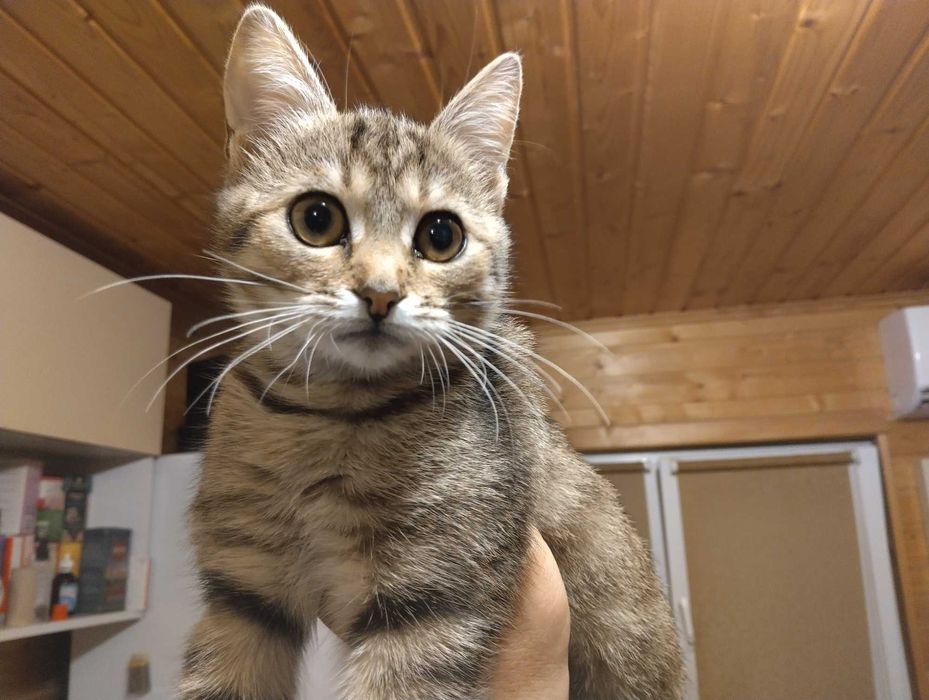 Віддамо грайливу, здорову кішку Мишку