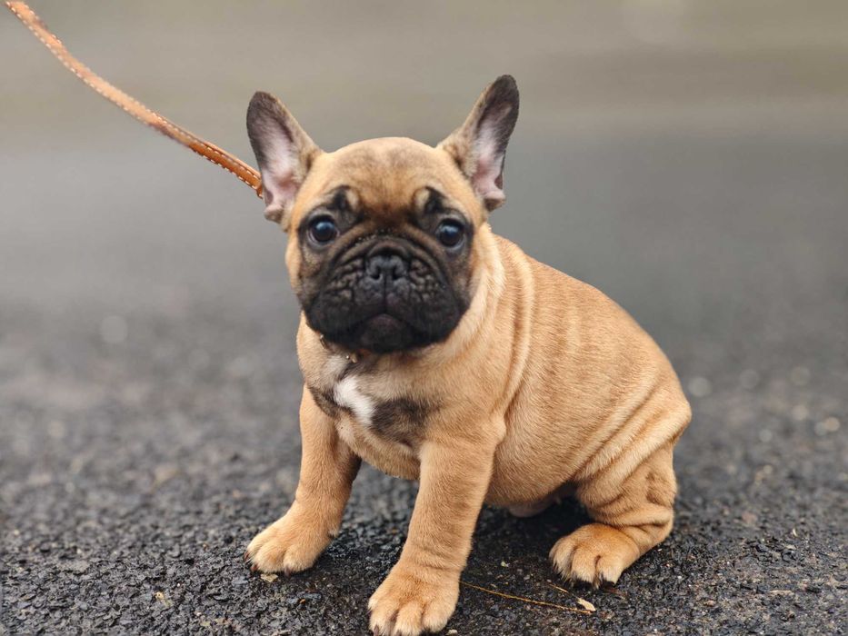 Buldog Francuski