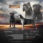 Cane Corso Italiano ZKwP/FCI prawdziwe Corso