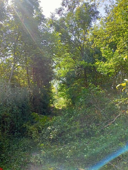 wycinka drzew arborysta