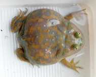 Żaba boettgera (Lepidobatrachus boettgeri)