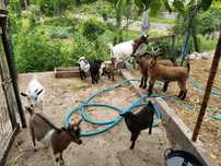 Cabras      anãs