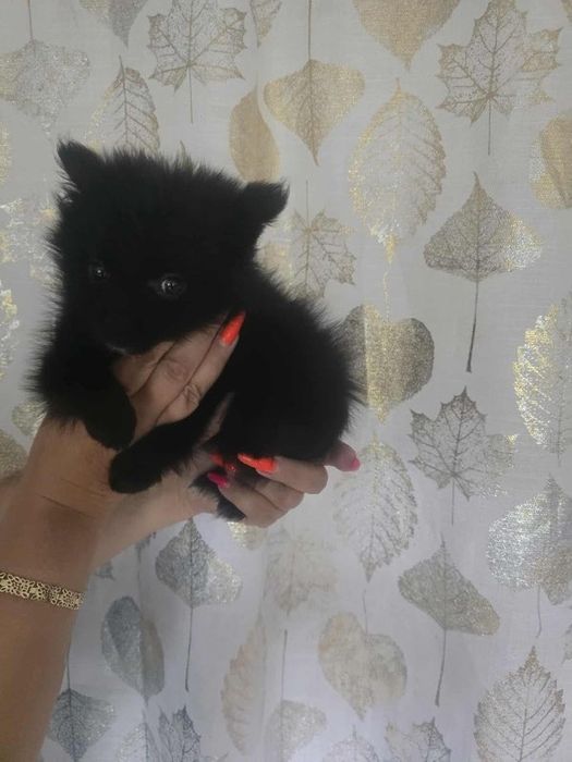 Pomeranian szczeniaczek