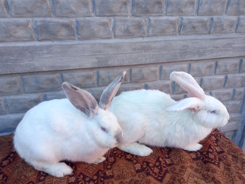 Кролі (самці і самки).