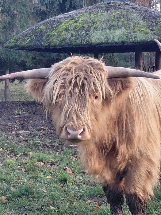 Sprzedam bydło szkockie.