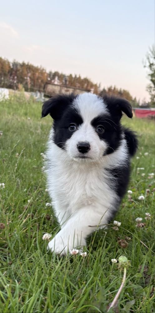 Border Collie sunia gotowa do odbioru