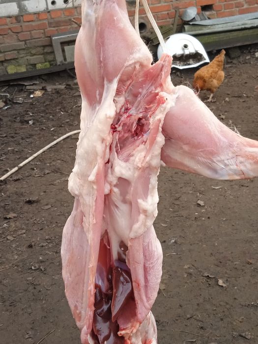 М'ясо кроликів домашніх, екологічно чисте