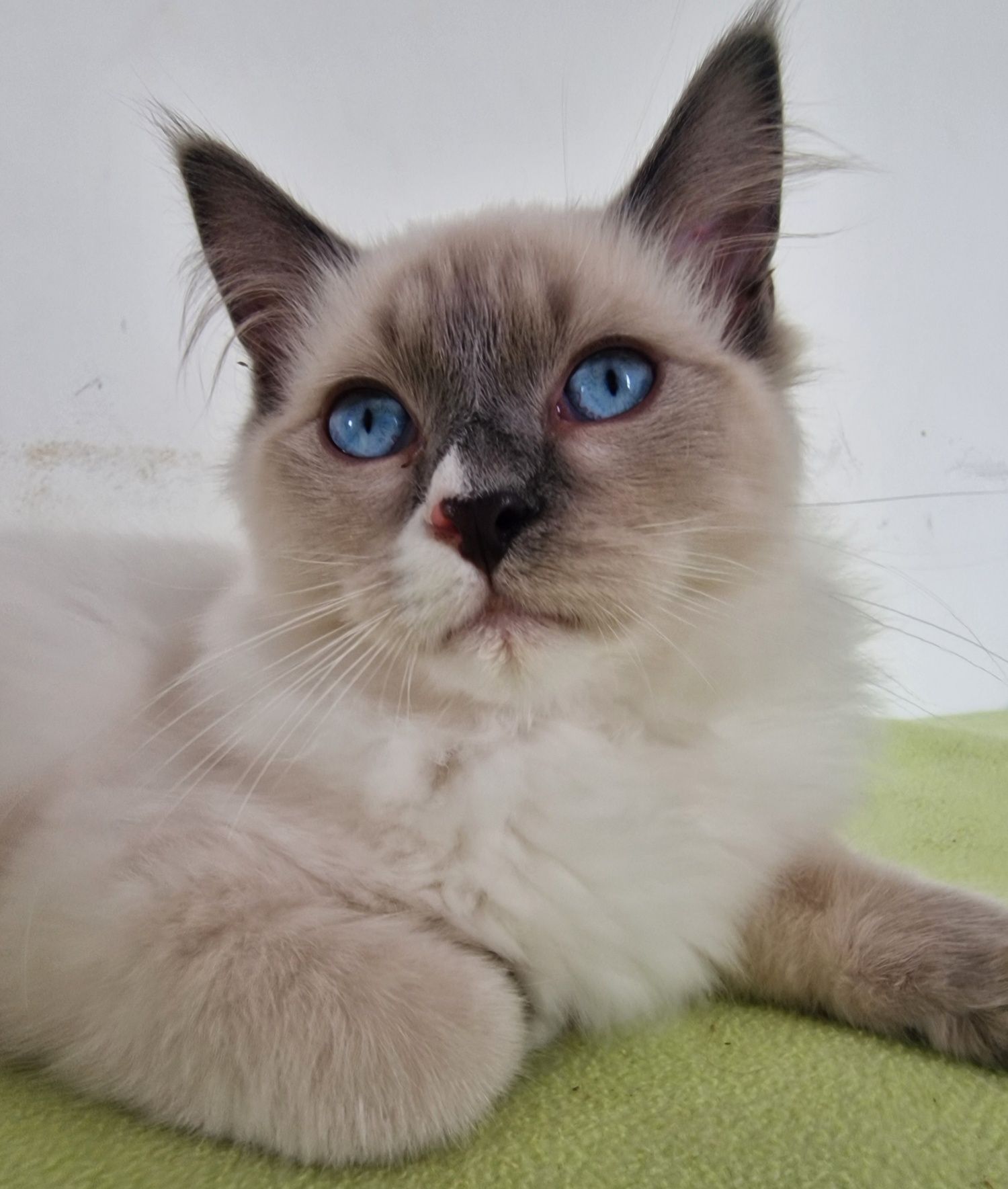 Kocurek Ragdoll blue mitted