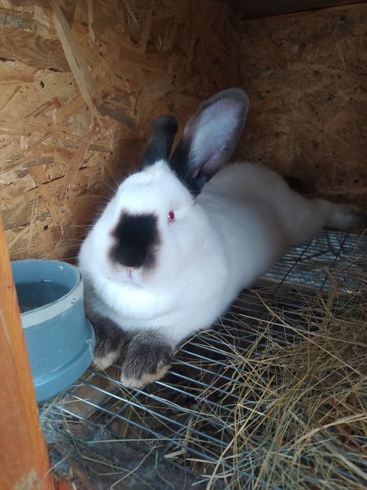 Кролики породы Калифорния