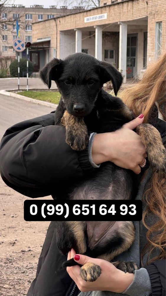 Цуценя дівчинка шукає дім