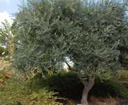 Oliveiras com 30 Anos