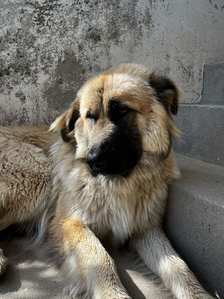 Cão macho de raça para adoção 1 ano e 5 meses
