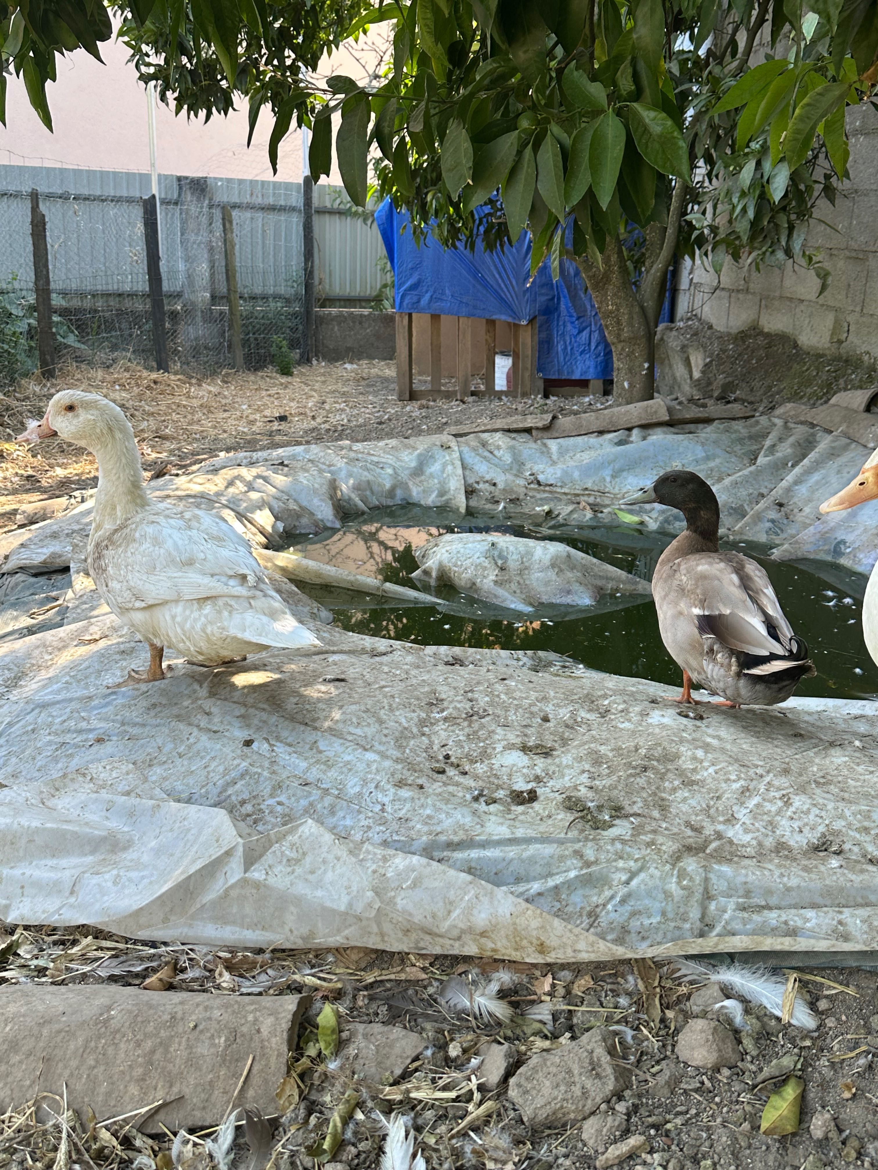 Patos Pequim de carne