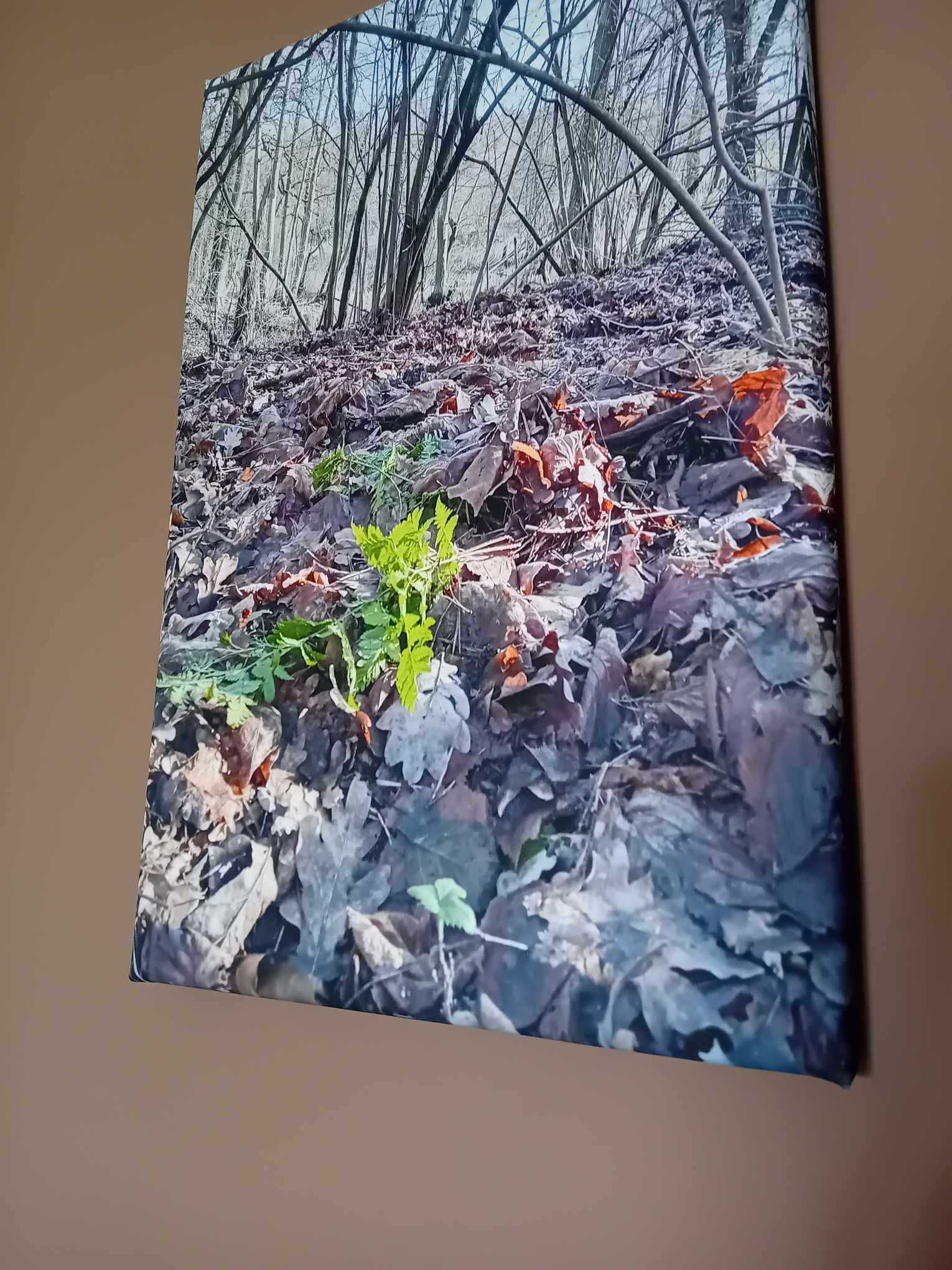 Obraz Przebudzenie_ zielona paproć _ 45x30