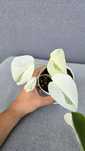Monstera Variegata White Ghost Lava #2
