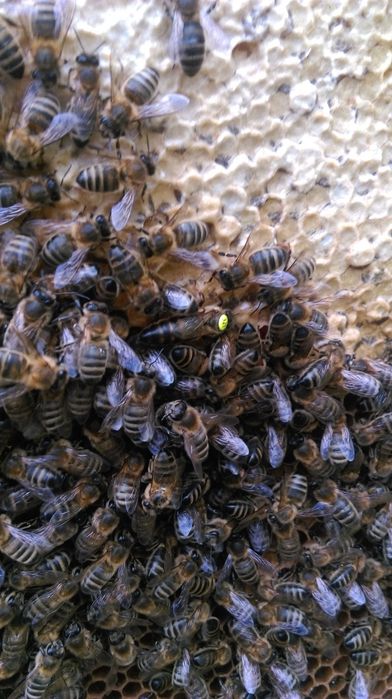 Odkłady pszczele ramka wielkopolska