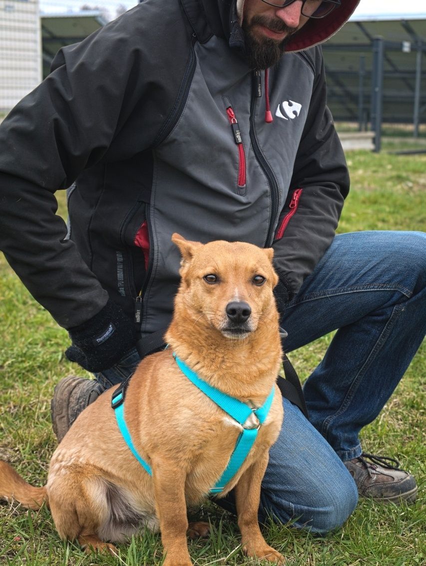 Rudy uroczy piesek z uszkami jak corgi do adopcji