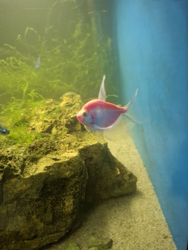 Rybka Tetra różowa