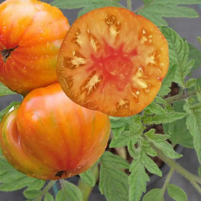 10 Sementes Tomate Ananás