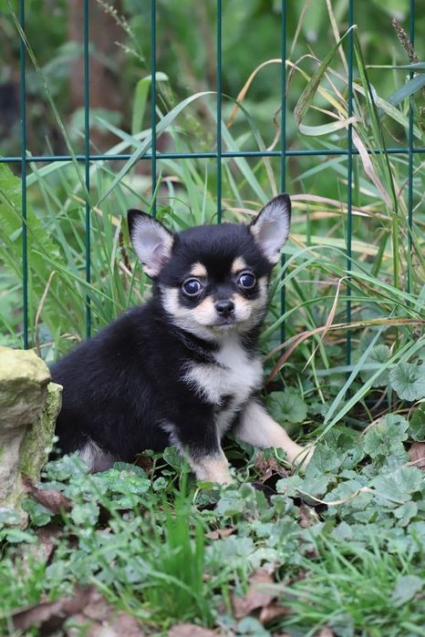 Чихуахуа черно подпалые