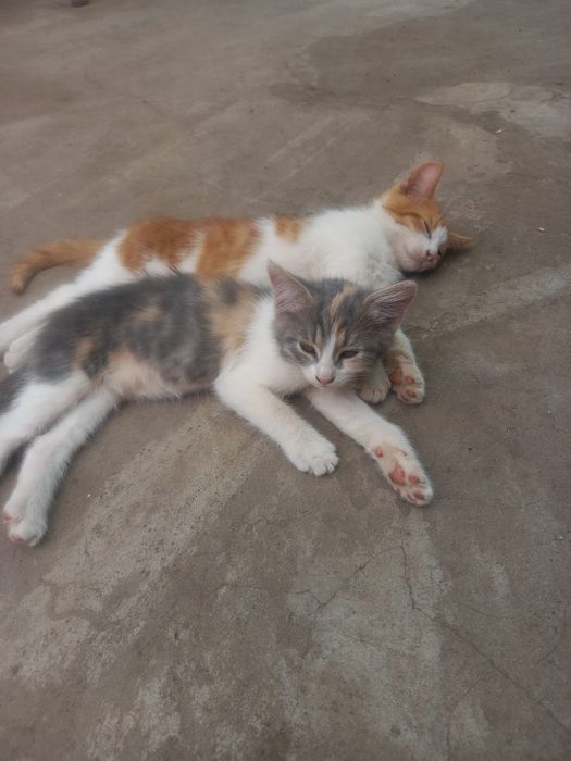 Котята  бескоштовно