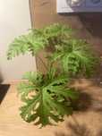 Geranium Anginka