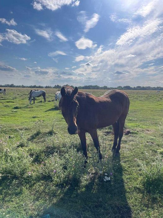 Продаж двох робочих коней с. Переросля, Дубенський район