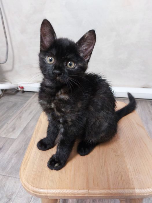 Віддам котика в гарні руки