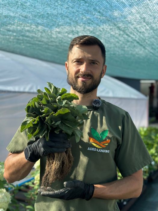 Саджанці копаної ремонтантної, літньої полуниці + Подарунок