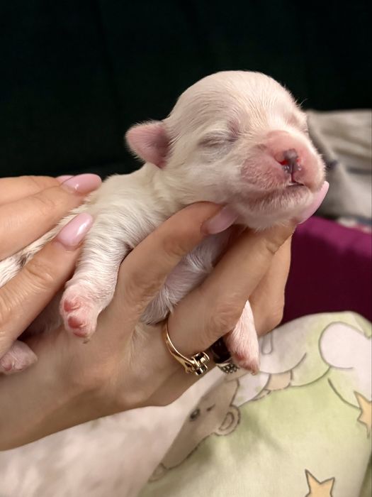 Maltanczyk piesek malutki