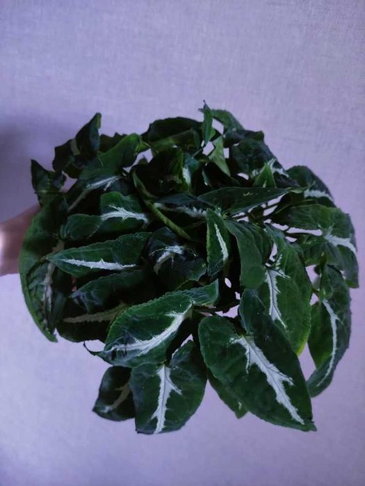 Сингоніум красивий