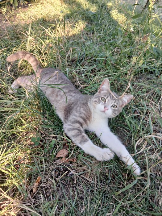 Котенята-мишолови у добрі руки