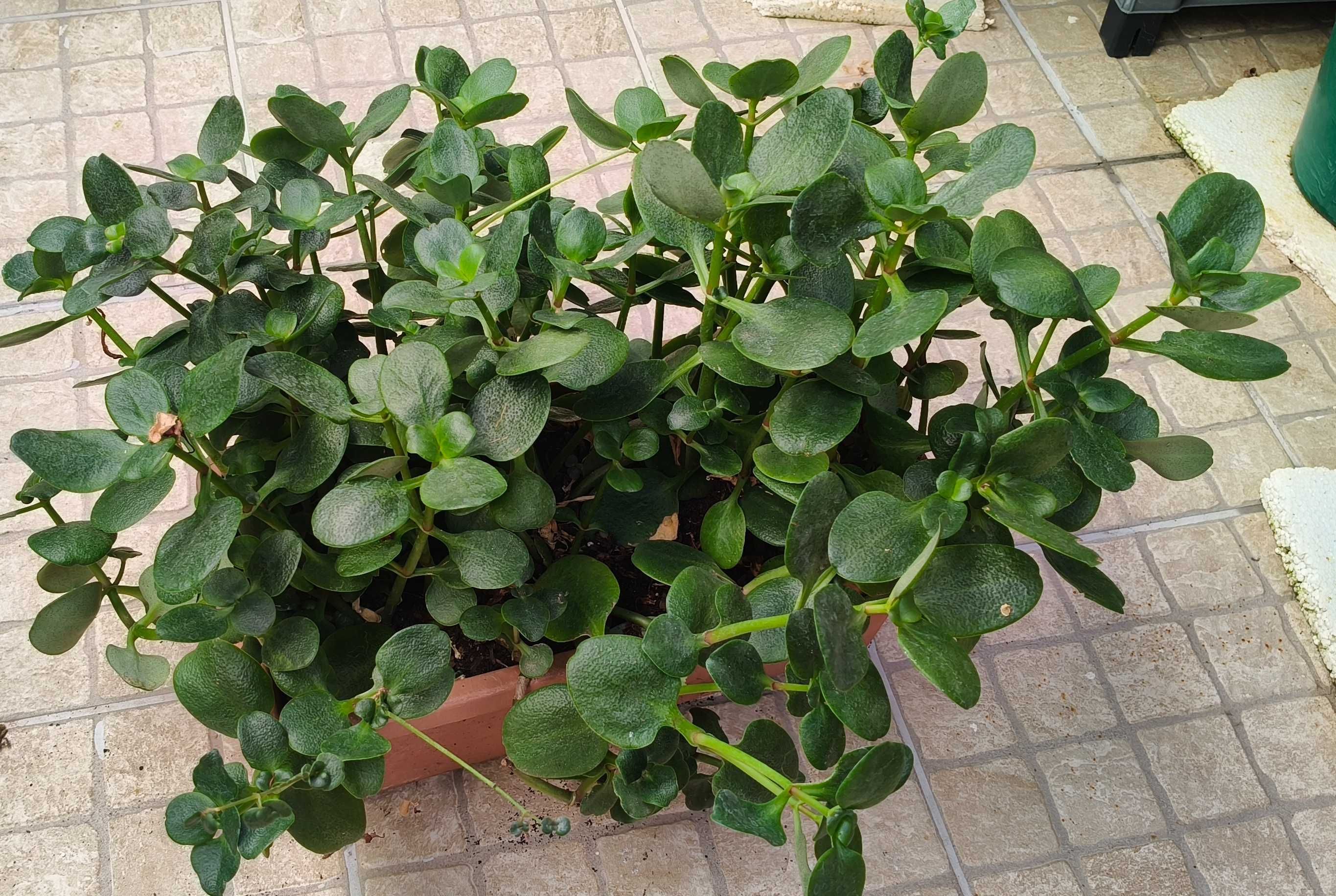 Suculenta crassula multicava
