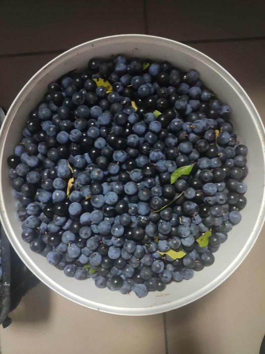 Swieżo zerwana tarnina 10 kg