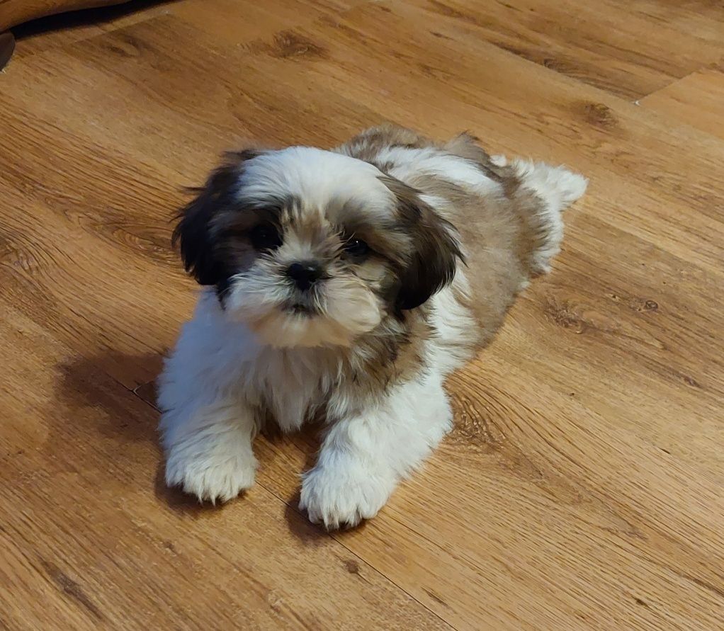 Szczeniaczki Shih Tzu z rodowodem + chip i szczepienia