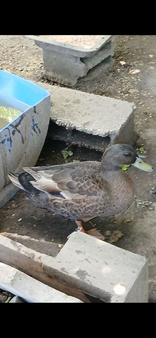 Vendo pato macho Khaki Campbell