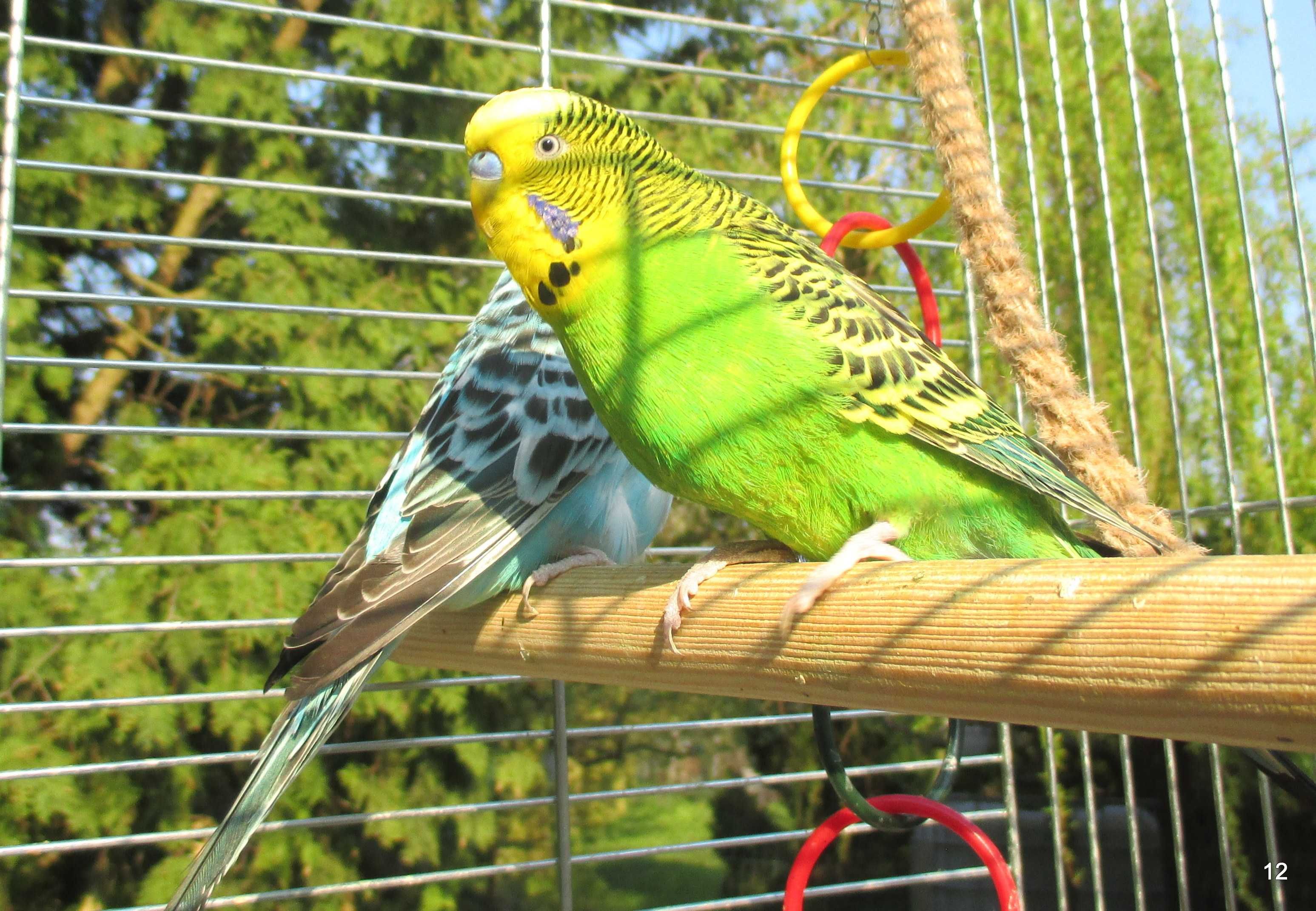 Papużka papuga falista samiczki, samczyki