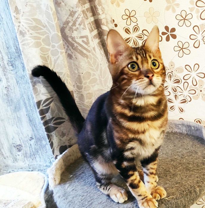 Мармурове бенгальське кошеня, бенгал