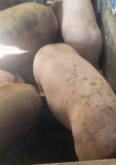 Продам свиней живою вагою