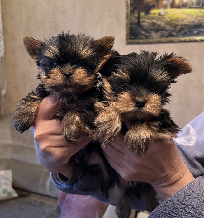 Готові до бронювання малюки йоркширського тер’єра!