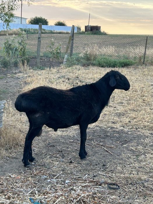 Продам барана гисарской породы.