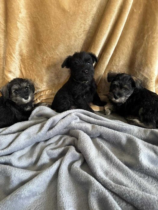 Sznaucer miniaturowy